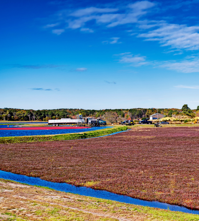 Photo of cranberry bog with autumn colors