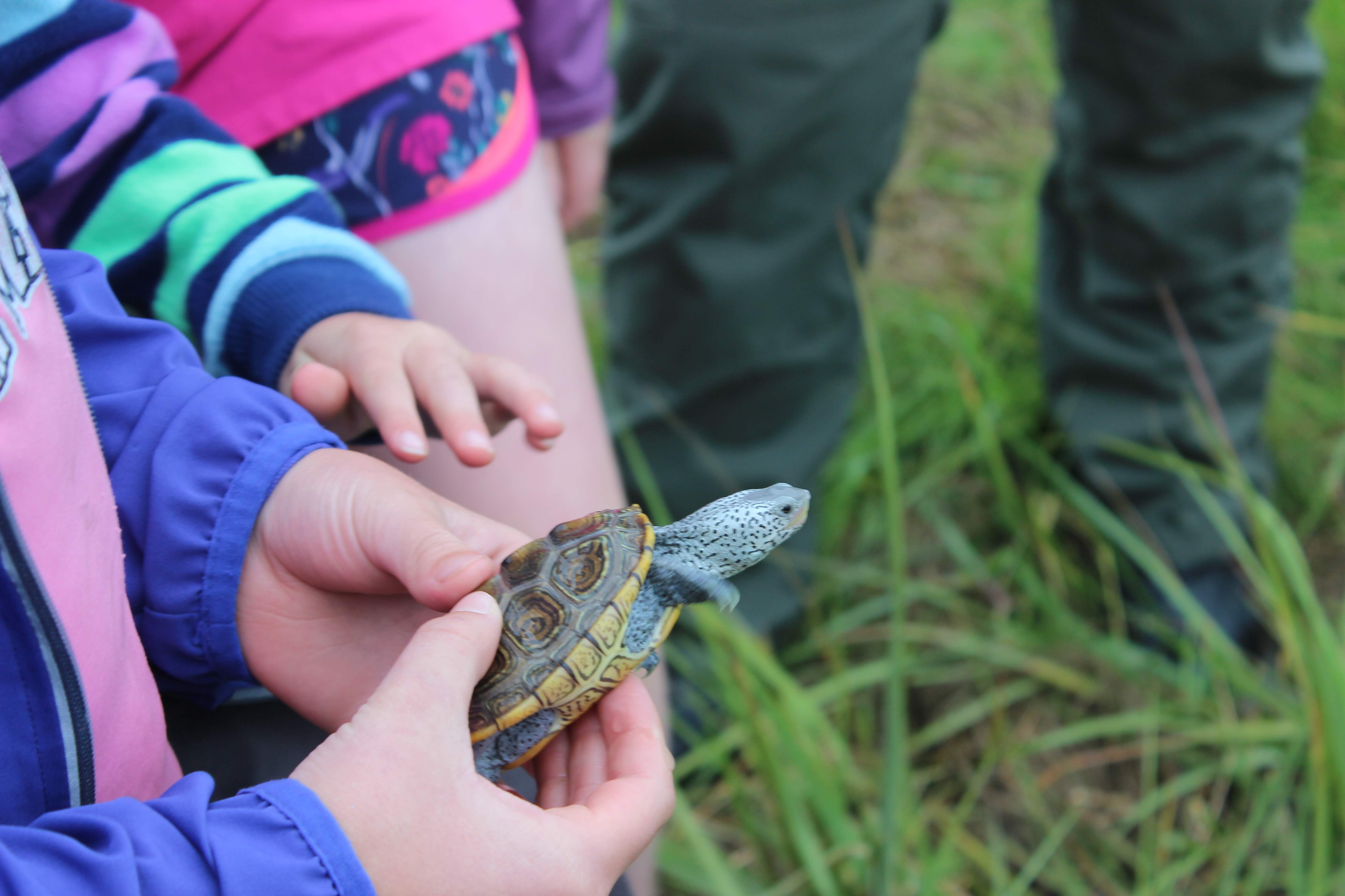 Releasing Diamondback Terrapins into the Great Marsh