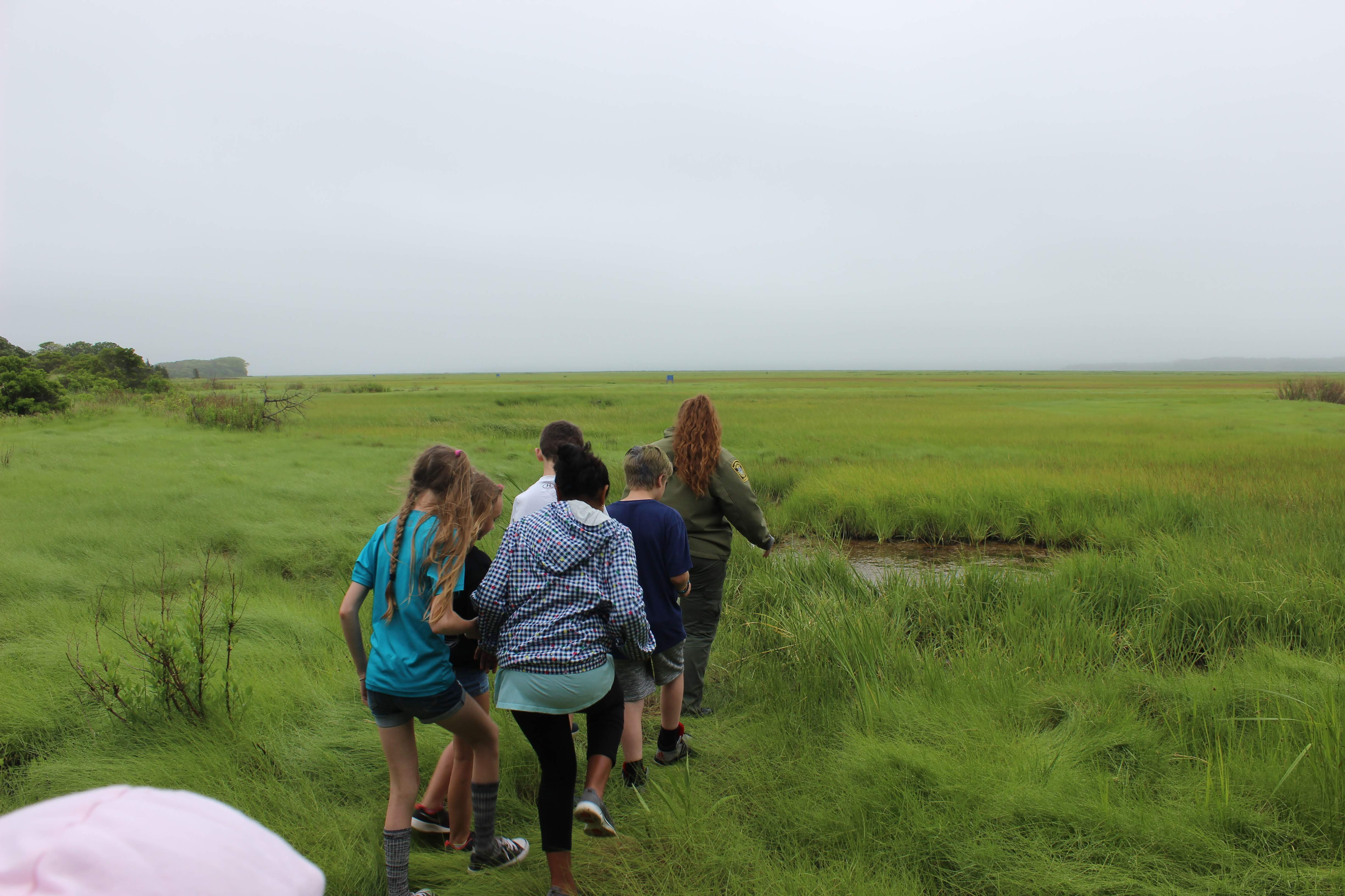 Releasing Diamondback Terrapin into the Great Marsh